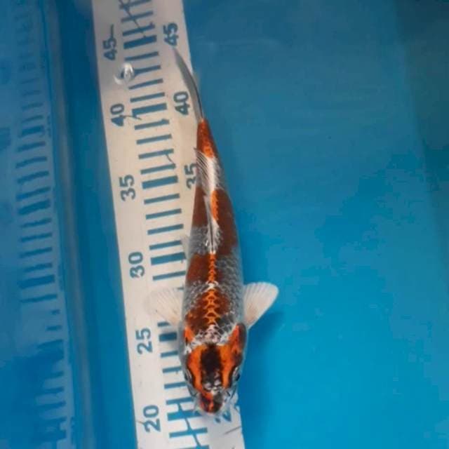 Kujaku 22 cm