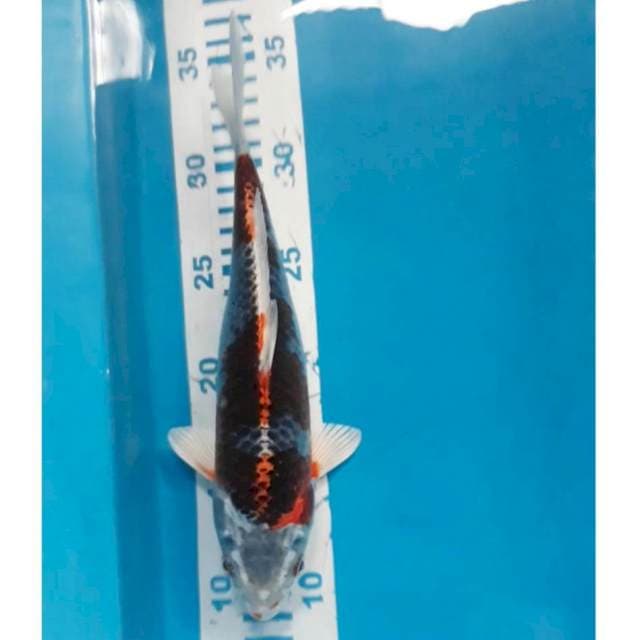 Kujaku 25 cm