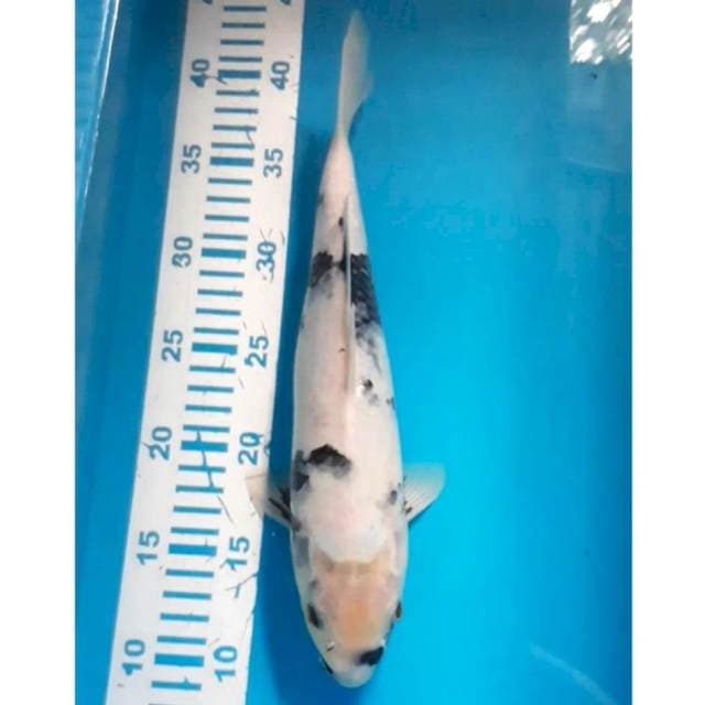 Shiro Tetegoi 32 cm