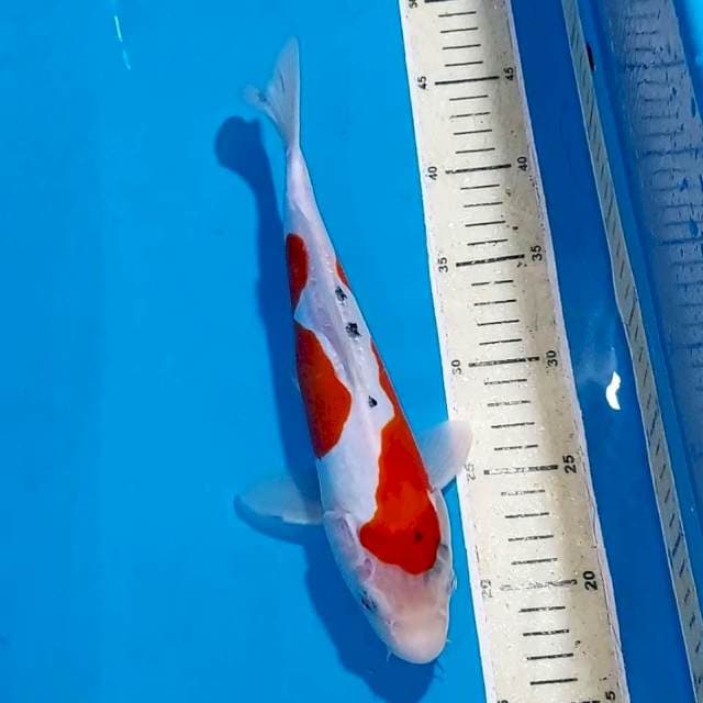 SANKE DOITSU 28 CM