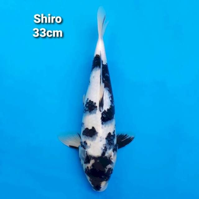 Shiro Utsuri 33cm
