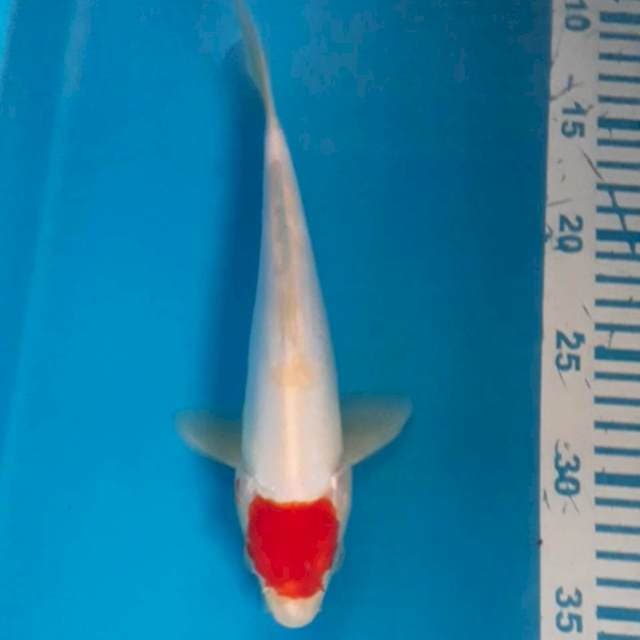 Tancho Doitsu 24 cm