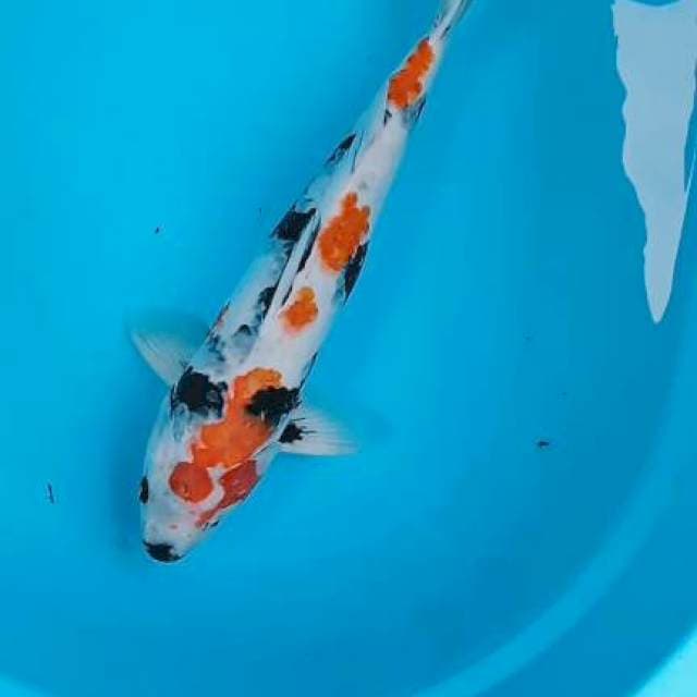 Showa 46cm