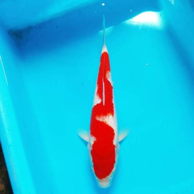 Inazuma kohaku ( cutting)