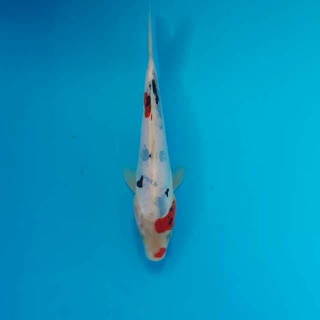 Showa 18 cm