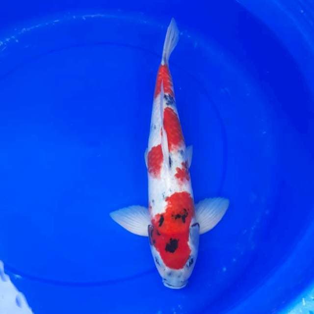 Showa 40 cm