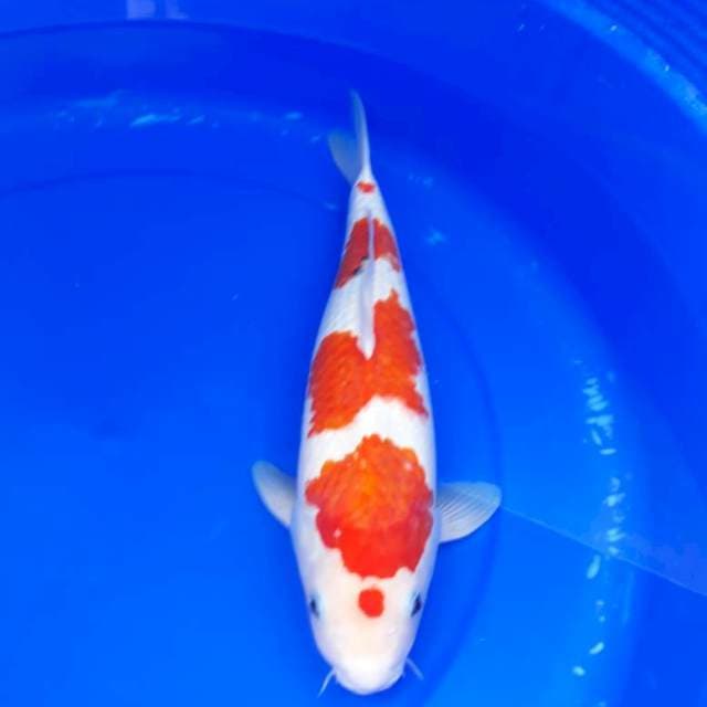 Sanke 38 cm