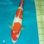F1 kohaku female 41cm good skin