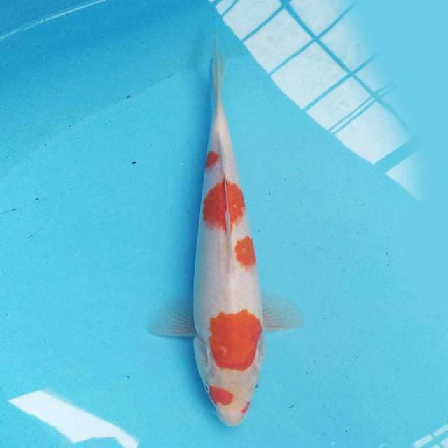 Kohaku 26cm