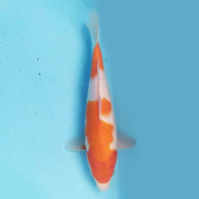 Kohaku 24cm