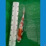 KOHAKU DOITSU 33 cm