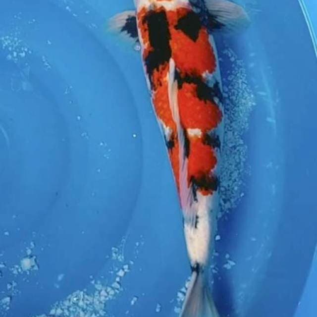 Showa 49cm f1 momotaro