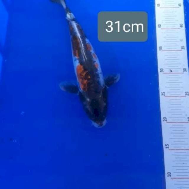 Kiko 31cm