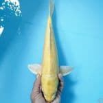 OGON mata merah