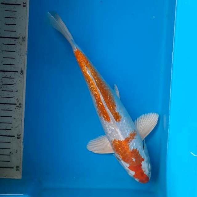 Hariwake 30cm