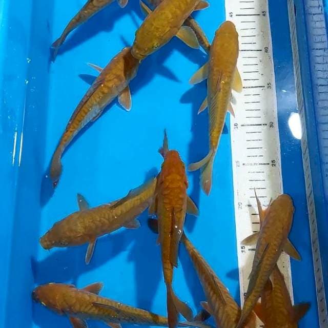CHAGOI TEMBAGA SISIK NAGA 18-22 CM 12 EKOR