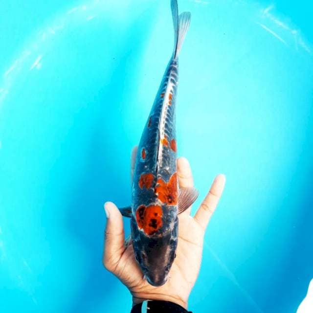 Beni Ki Kokuryu 29cm