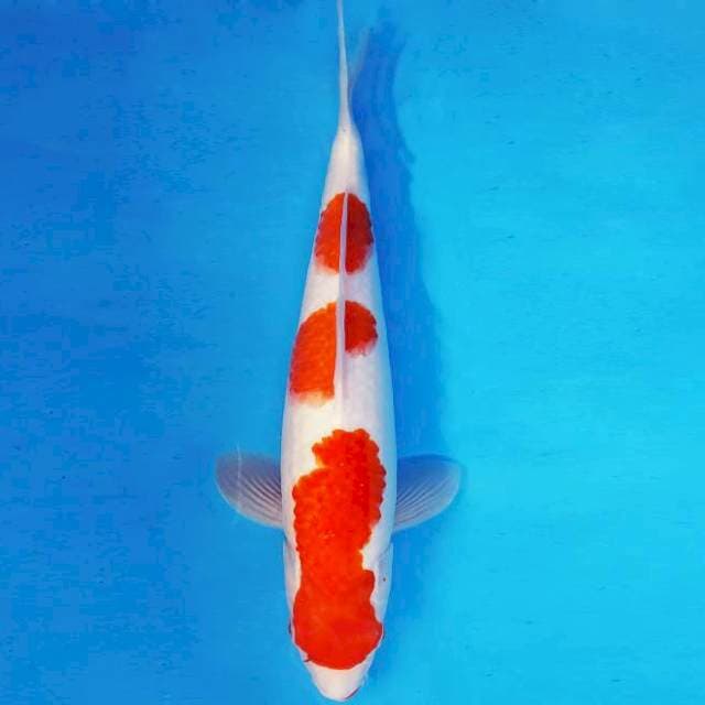KIRIN 1 - KOHAKU ®