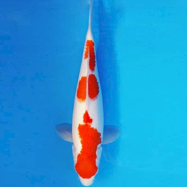 KIRIN 4 - KOHAKU ®