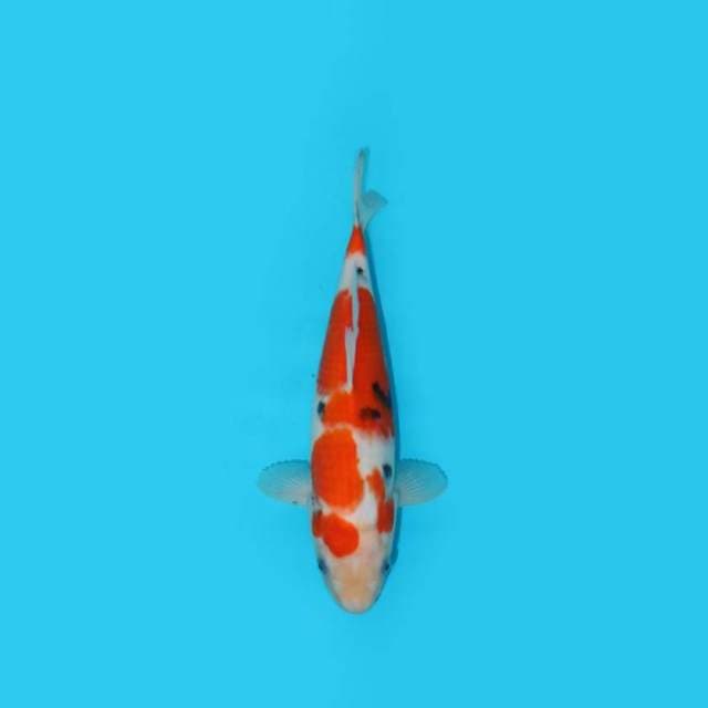 31CM - SANKE