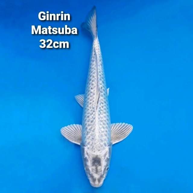 Matsuba SuperGinrin 32cm