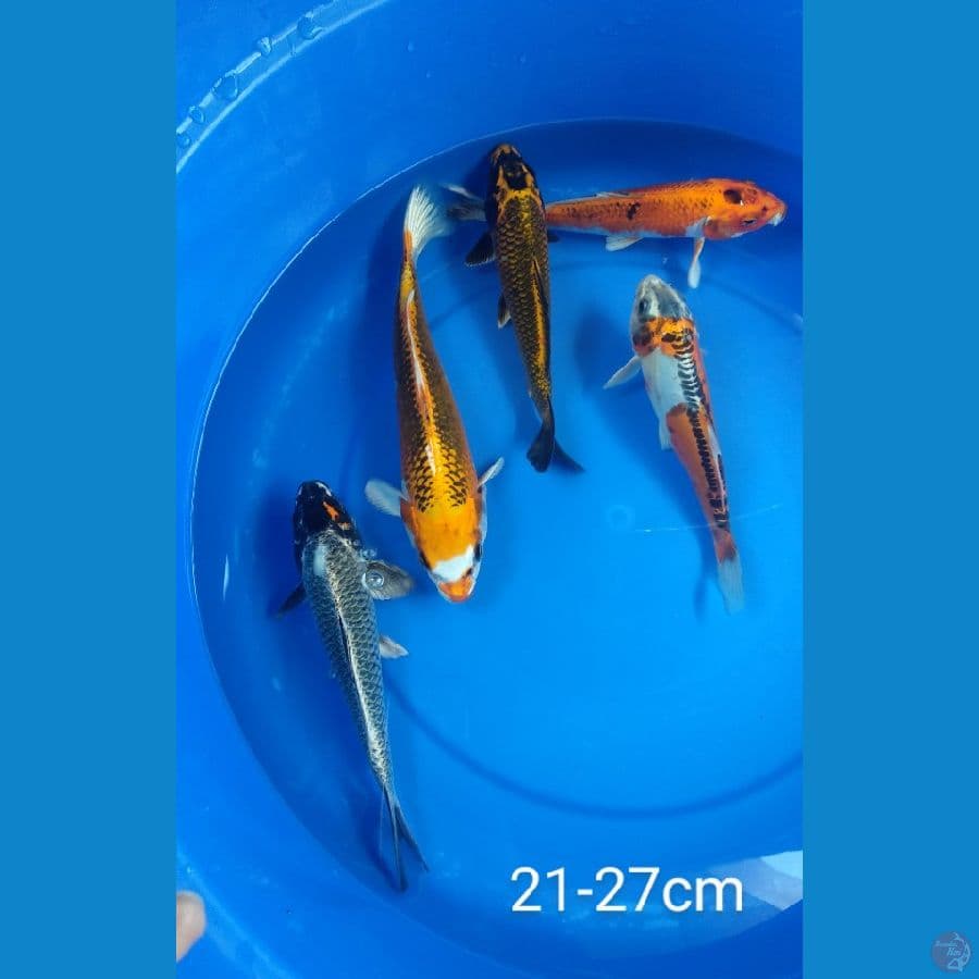 mix 21-27cm