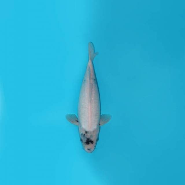 34CM - SHIRO UTSURI
