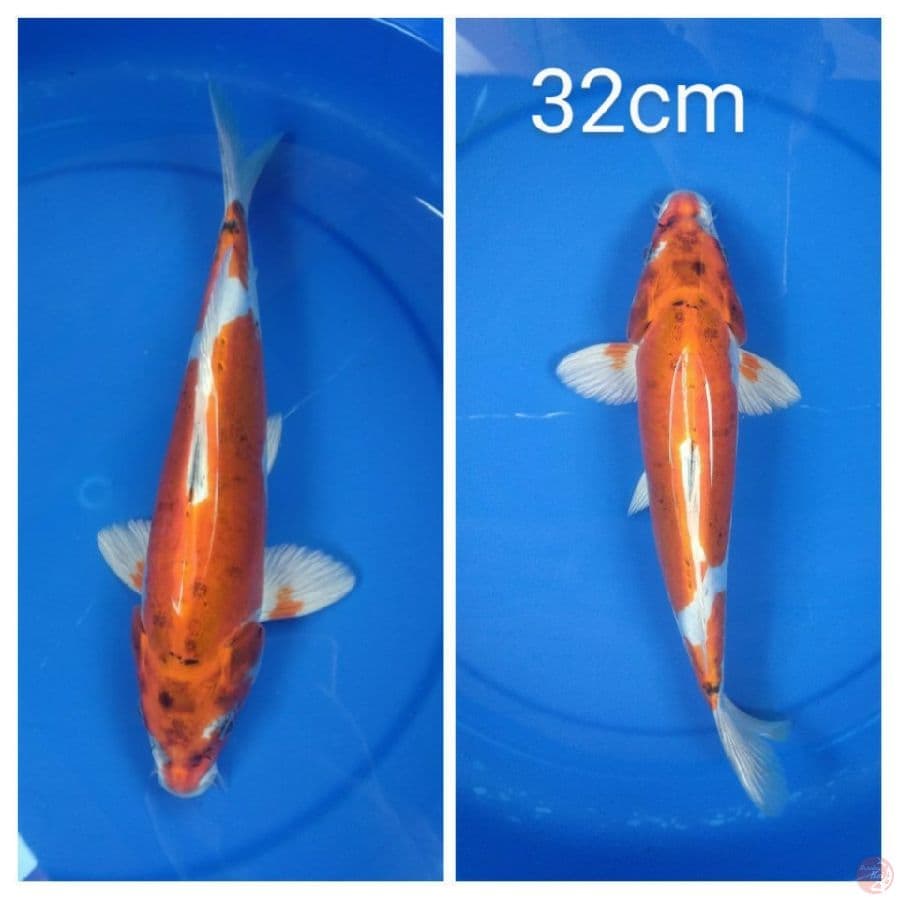 32cm Kujaku Doitsu jantan