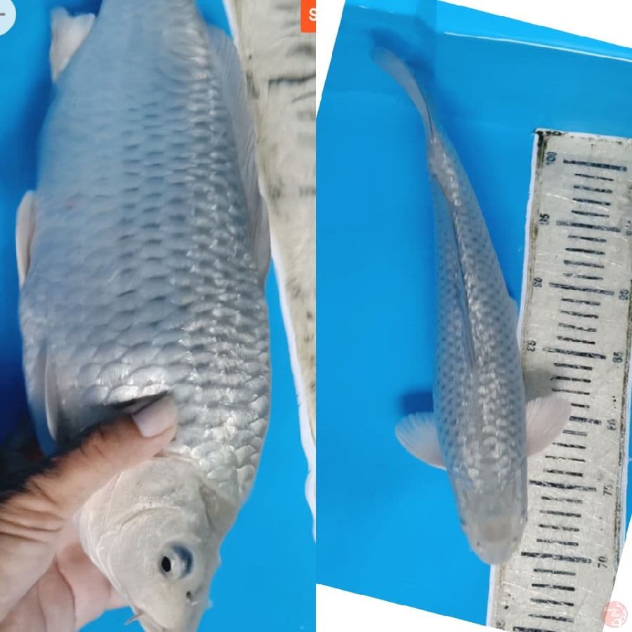 Soragoi Ginrin Super punuk 36cm jantan
