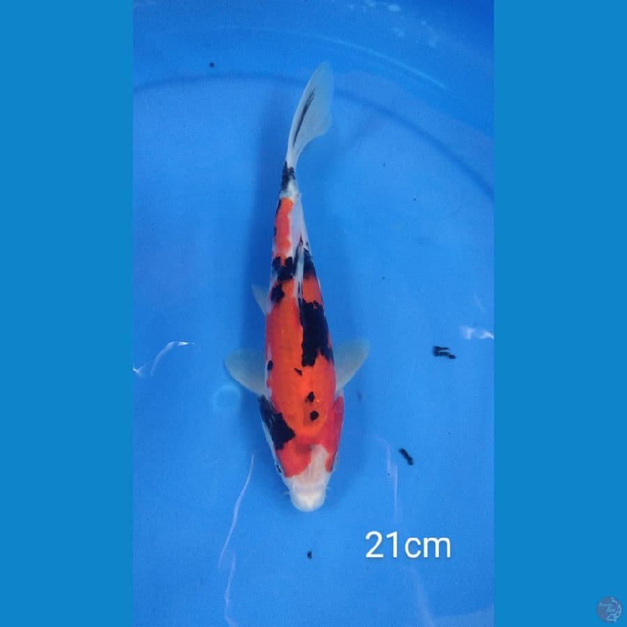 sanke 21cm