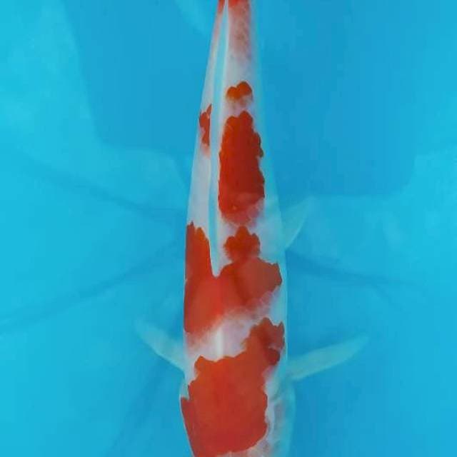 Kohaku 19cm