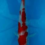Kohaku 19cm