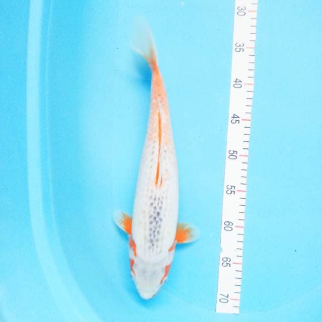 Asagi Female 38cm