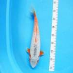 Asagi Female 38cm