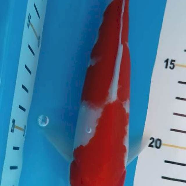 Kohaku 20cm