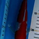 Kohaku 20cm