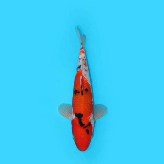30CM - SANKE