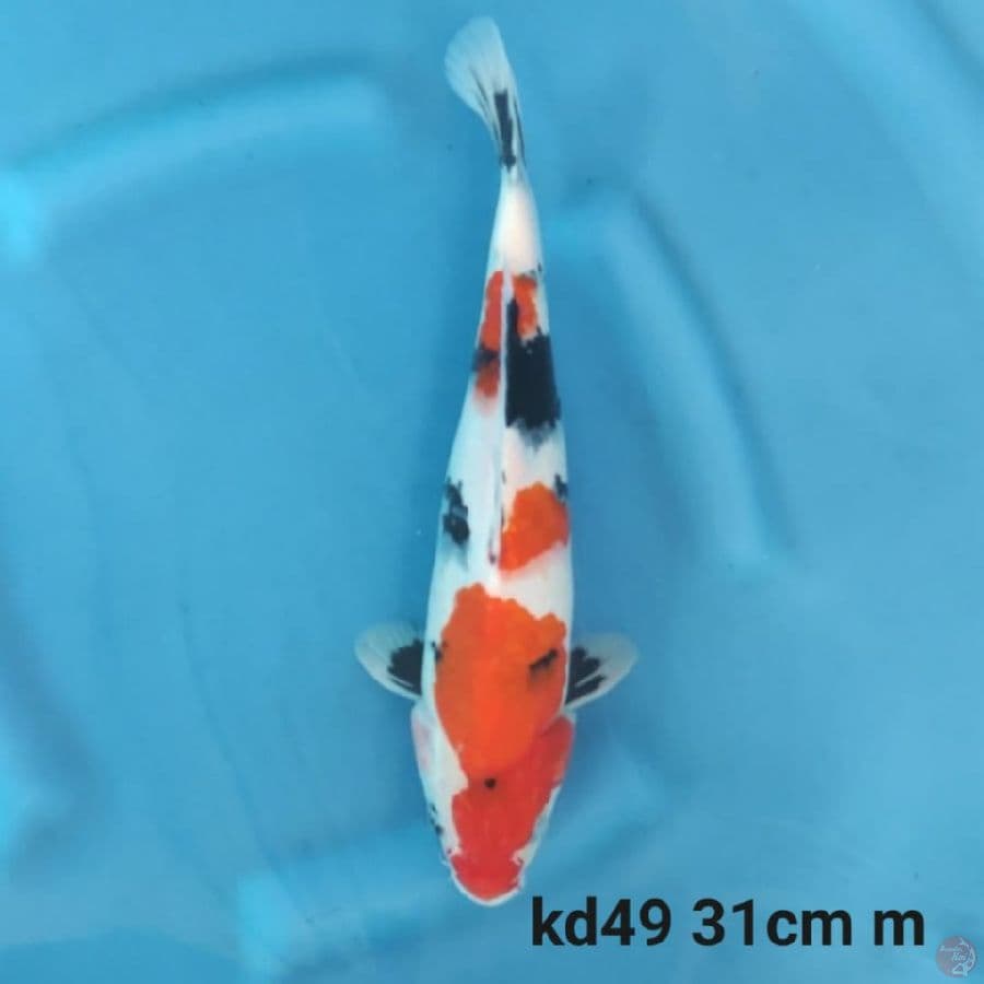 kindai showa skin halus