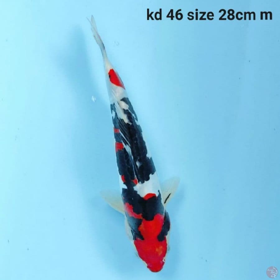 doitsu murni showa HQ