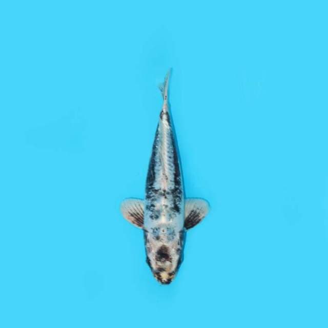 32CM - KAWARIMONO