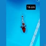 minion ginrin 16cm