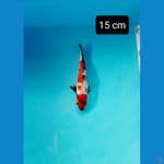 minion ginrin