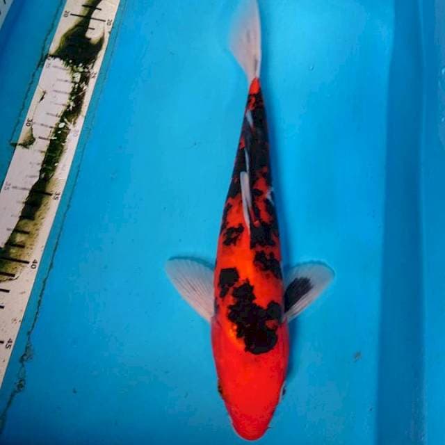 AKA SANKE 30 cm
