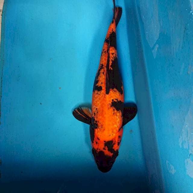 Hi utsuri ginrin 29 cm