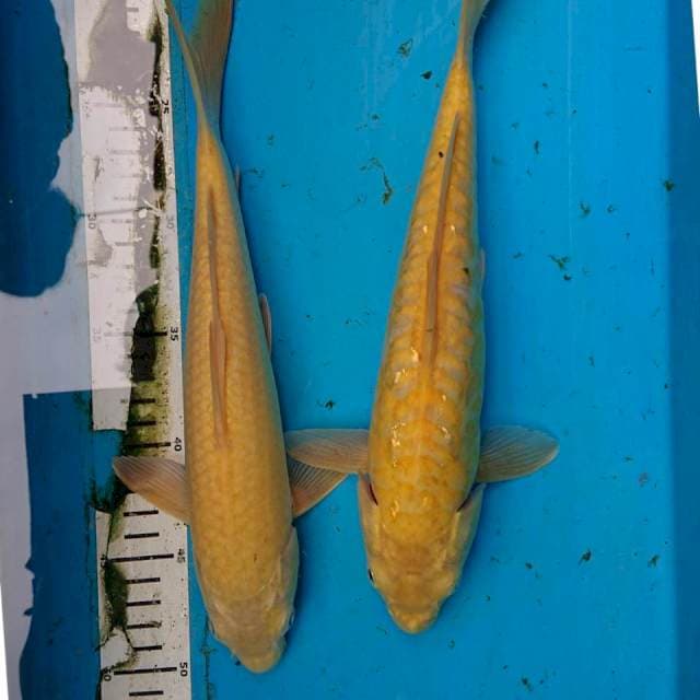 Duo karasi 30,31 cm