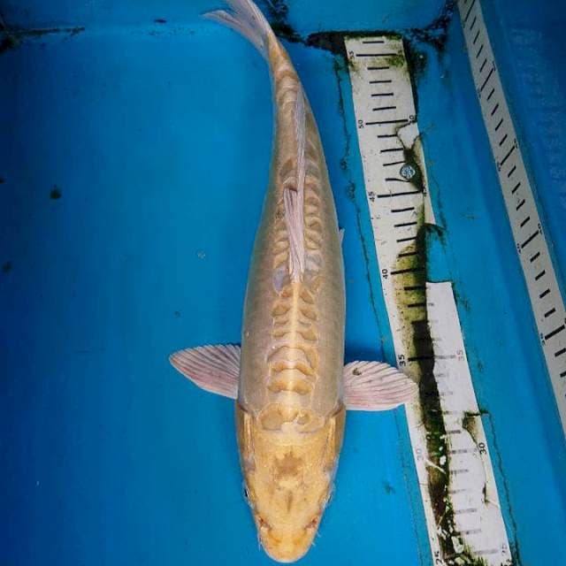 DOITSO OGON 35 cm