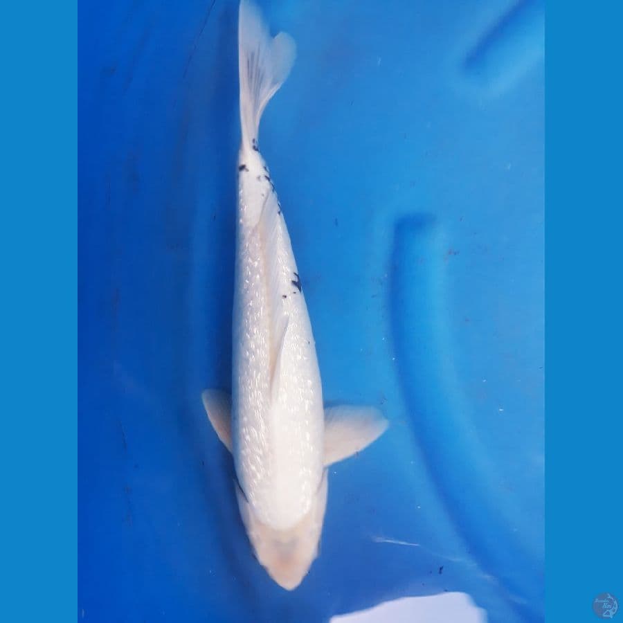 tategoi siro ginrin 40cm