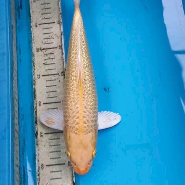 Ginrin Ogon 33cm