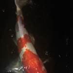 Kohaku 60cm