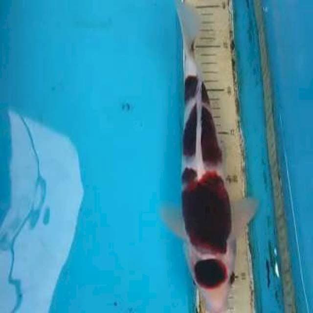 Goromo 33cm